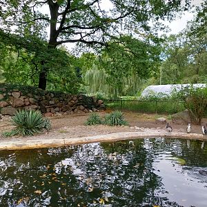 Humboldt Penguin (Spheniscus humboldti)