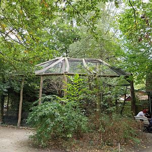 Silvery Marmoset (Mico argentatus) and Lowland Paca (Cuniculus paca)