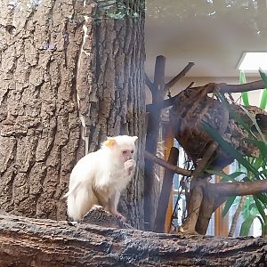 Silvery Marmoset (Mico argentatus)