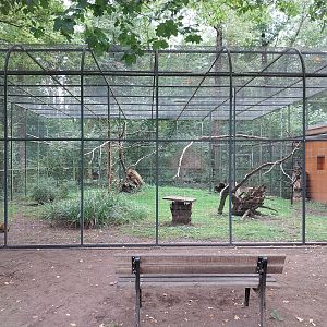 Black-rumped Agouti (Dasyprocta prymnolopha) and Blue-and-Yellow Macaw (Ara ararauna)