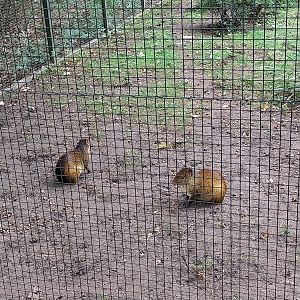 Black-rumped Agouti (Dasyprocta prymnolopha)