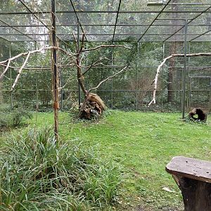 Black-rumped Agouti (Dasyprocta prymnolopha) and Blue-and-yellow Macaw (Ara ararauna)