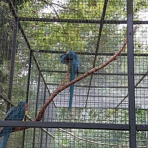 Blue-and-yellow Macaw (Ara ararauna)