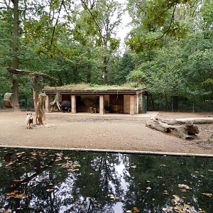 Kerabou and South European Waterbuffalo