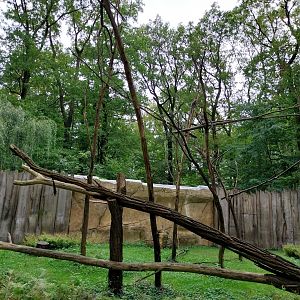 Ring-tailed Lemur (Lemur catta)
