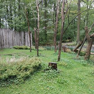Ring-tailed Lemur (Lemur catta)