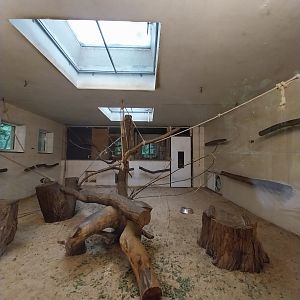 Ring-tailed Lemur (Lemur catta)