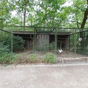 King Vulture (Sarcoramphus papa)