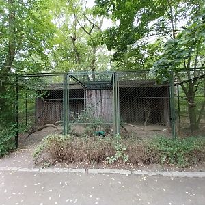Straited Caracara (Phalcoboenus australis)