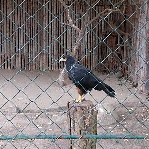 Straited Caracara (Phalcoboenus australis)