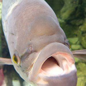 Giant gourami