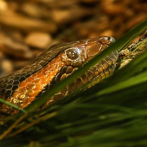 Green anaconda : Crocodiles of the World : 14 Mar 2025