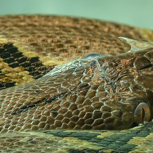 Reticulated python : Crocodiles of the World : 14 Mar 2025