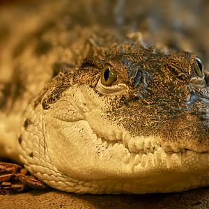 Philippine crocodile : Crocodiles of the World : 31 Jan 2025