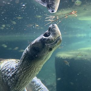 Burmese Roofed Turtle (Batagur trivittata)