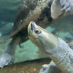 Burmese Roofed Turtle (Batagur trivittata)