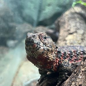 Chinese Crocodile Lizard (Shinisaurus crocodilurus)
