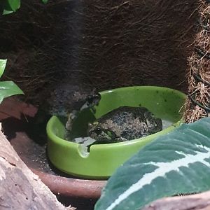 Muller's Narrowmouthed Frog (Kaloula baleata)