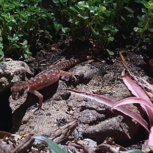 Semiadi's Bent-toed Gecko (Cyrtodactylus semiadii)