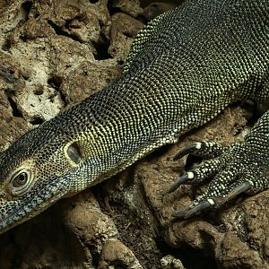 Mertens's water monitor : Crocodiles of the World : 14 Mar 2025