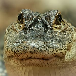 American alligator : Crocodiles of the World : 14 Mar 2025