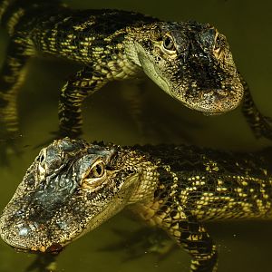 American alligator : Crocodiles of the World : 14 Mar 2025