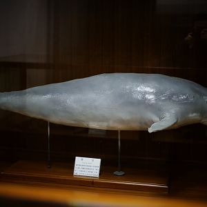 Dugong (Dugong dugon)