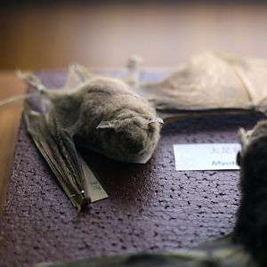 Rickett's Big-footed Myotis (Myotis pilosus)