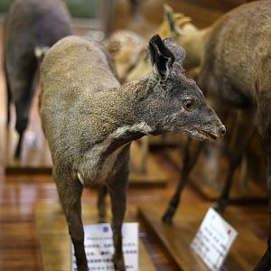 Anhui Musk Deer (Moschus anhuiensis)
