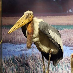 Greater Adjutant (Leptoptilos dubius)