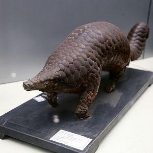 Chinese Pangolin (Manis pentadactyla)