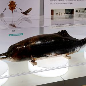 Baiji (Lipotes vexillifer)