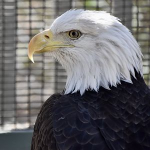 Wild at Heart Raptors - Bald Eagle (Haliaeetus leucocephalus)