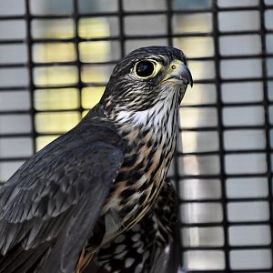 Wild at Heart Raptors - Black Merlin (Falco columbarius suckleyi)