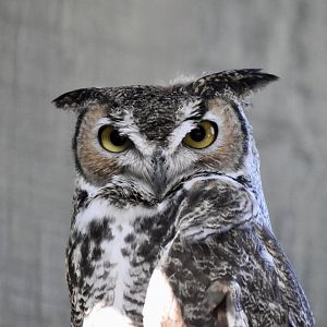 Wild at Heart Raptors - Desert Great Horned Owl (Bubo virginianus pallescens)