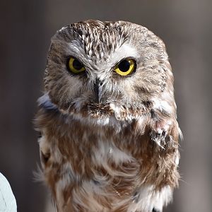 Wild at Heart Raptors - Northern Saw-Whet Owl (Aegolius acadicus acadicus)