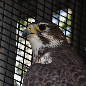 Wild at Heart Raptors - Prairie Falcon (Falco mexicanus)