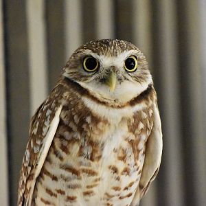 Wild at Heart Raptors - Western Burrowing Owl (Athene cunicularia hypugaea)