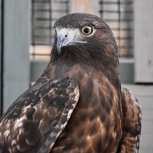Wild at Heart Raptors - Western Red-Tailed Hawk (Buteo jamaicensis calurus) intergrade