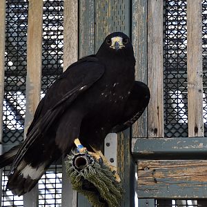 Wild at Heart Raptors - Zone-Tailed Hawk (Buteo albonotatus)