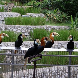 Papuan Hornbill (Rhyticeros plicatus)