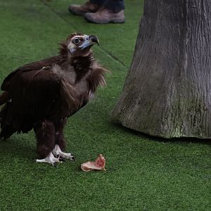 Cinereous Vulture (Aegypius monachus)