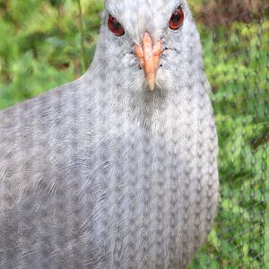 Kagu (Rhynochetos jubatus)
