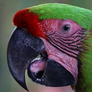 Great Green Macaw (Ara ambiguus)