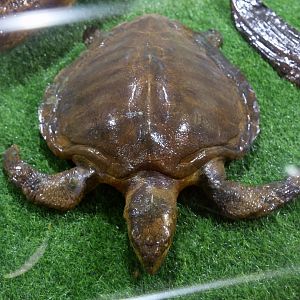 Olive Ridley Turtle (Lepidochelys olivacea)