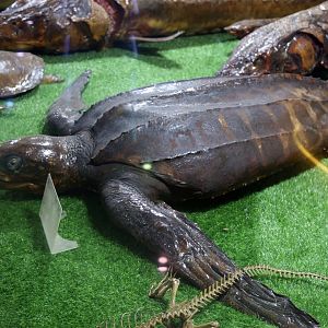 Leatherback Turtle (Dermochelys coriacea)