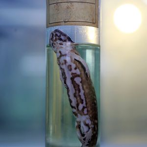 Yunnan Lake Newt (Hypselotriton wolterstorffi)