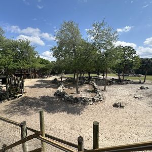 Mar. 2025 - Expedition Africa - Main Savanna (5 species)