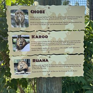 Mar. 2025 - Lion Identification Signage