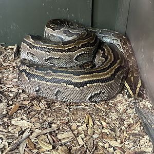 Mar. 2025 - African Rock Python (Python sebae)